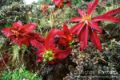 Red Plant near Syangboche